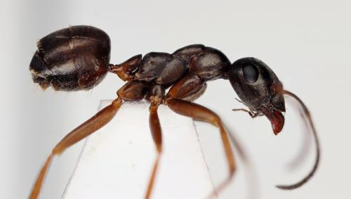Réf. 96 808 : Formica fusca