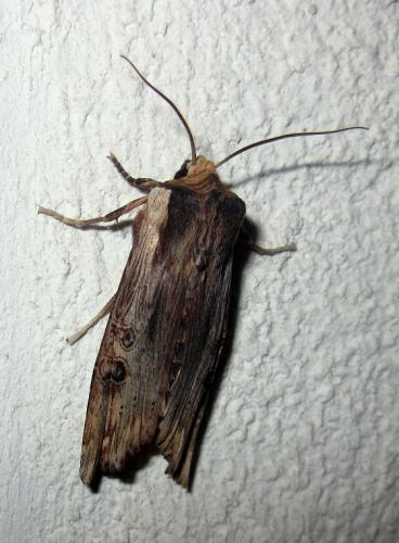 Xylena exsoleta