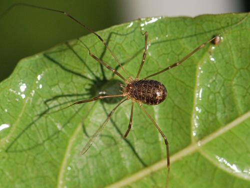 Nelima gothica