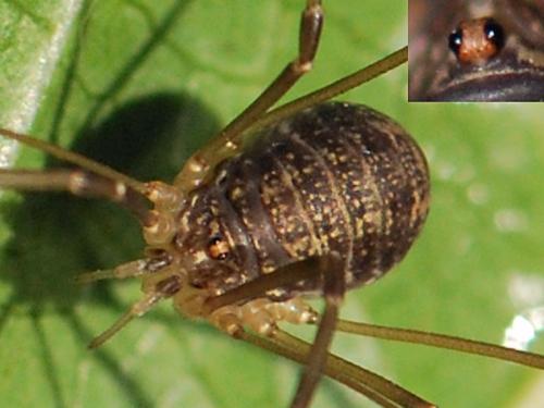 Nelima gothica