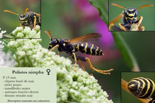 Réf. 96 764 : Polistes nimpha