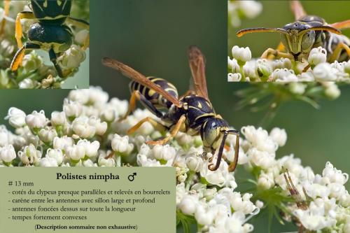 Réf. 96 765 : Polistes nimpha