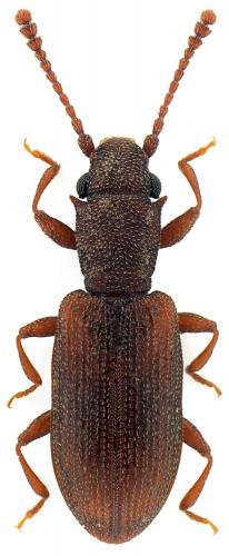 Silvanoprus fagi