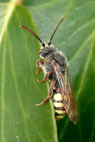 Réf. 96 682 : Nomada sp.