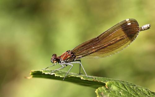 Calopteryx haemorrhoidalis