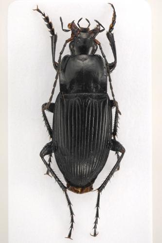 Calathus luctuosus