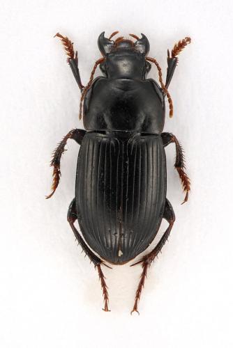Réf. 96 546 : Harpalus tardus
