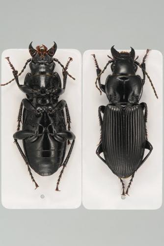 Réf. 96 034 : Pterostichus melanarius