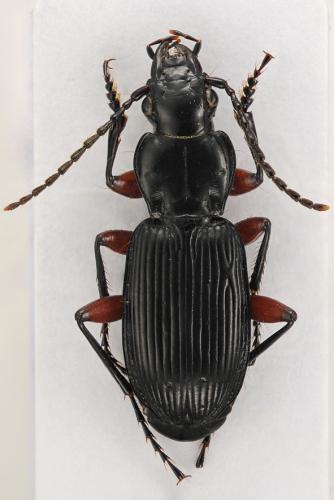 Pterostichus cristatus femoratus
