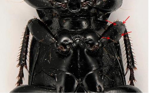 Pterostichus melanarius