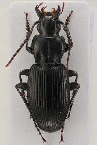 Pterostichus cristatus