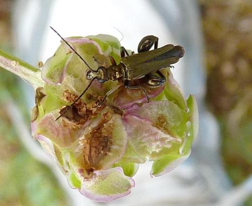 Oedemera flavipes