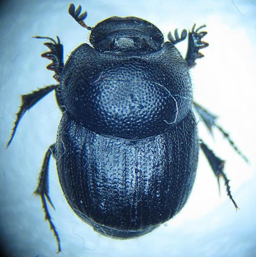 Réf. 96 493 : Onthophagus ovatus