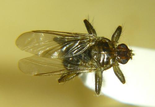 Ornithomya biloba