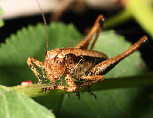 Pholidoptera griseoaptera