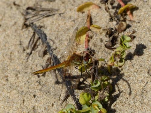 Sympetrum fonscolombii