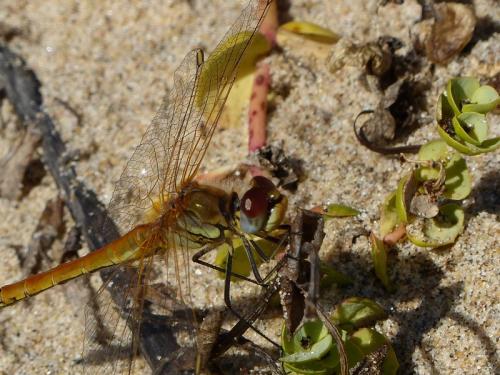 Sympetrum fonscolombii