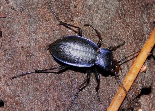 Réf. 96 216 : Carabus problematicus