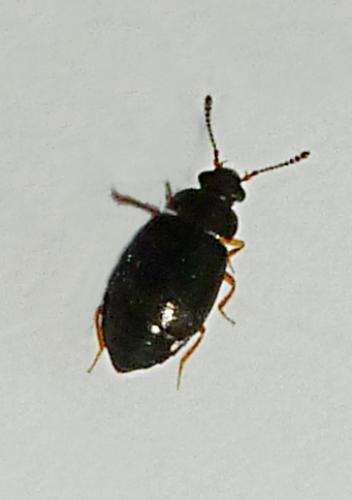 Proteinus sp.