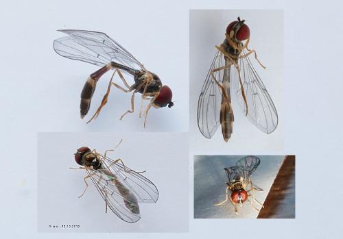 Baccha elongata