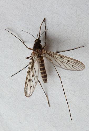 Réf. 96 888 : Culiseta annulata