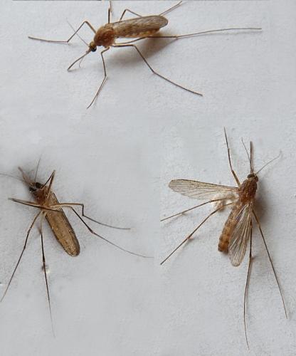 Réf. 96 964 : Culex sp.