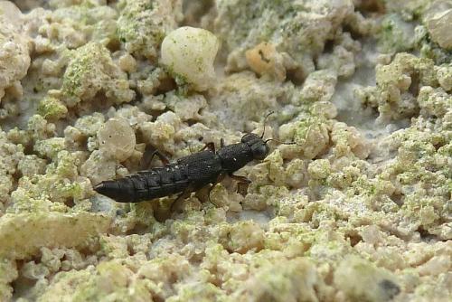 Réf. 96 375 : Stenus sp.