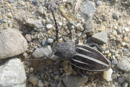 Iberodorcadion fuliginator navaricum