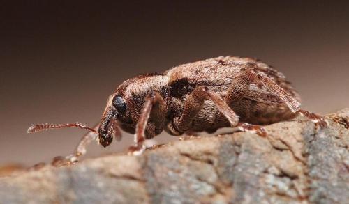 Réf. 96 472 : Hypera postica