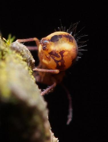 Réf. 96 512 : Dicyrtomina ornata