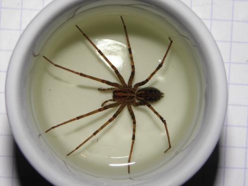 Tegenaria sp.