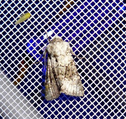 Hecatera bicolorata