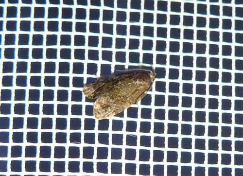 Réf. 96 385 : Ditula angustiorana