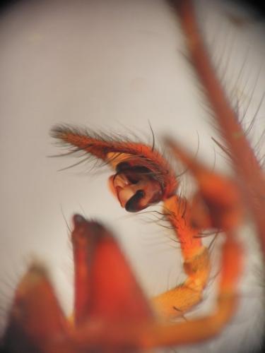 Réf. 96 614 : Eratigena inermis