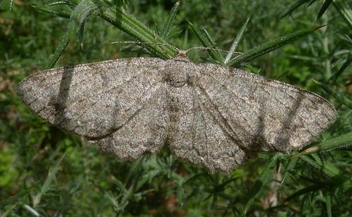 Hypomecis punctinalis