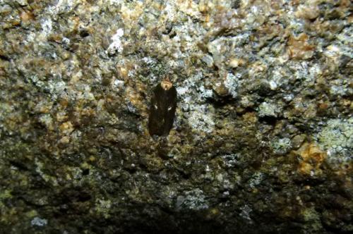 Acleris hastiana