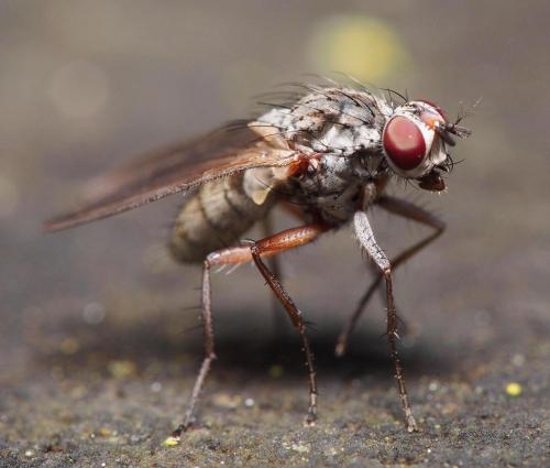 Hylemya vagans
