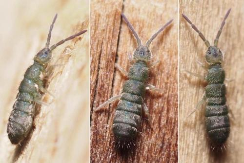 Réf. 96 922 : Isotoma viridis