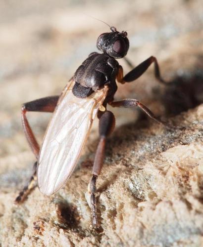 Sphaerocera curvipes