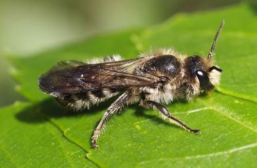 Réf. 96 843 : Chelostoma sp.