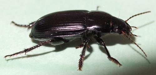 Réf. 96 950 : Harpalus sp.