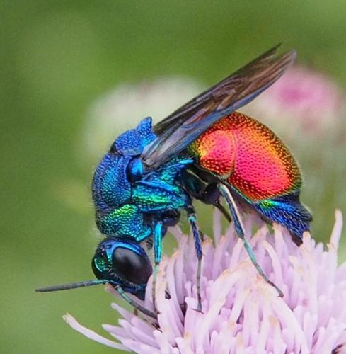 Réf. 96 188 : Stilbum sp.
