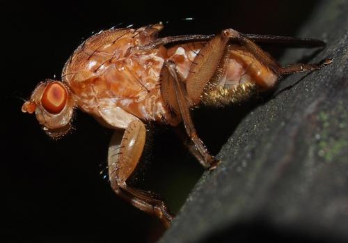 Réf. 96 056 : Suillia gigantea