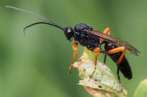 Pseudoamblyteles homocerus