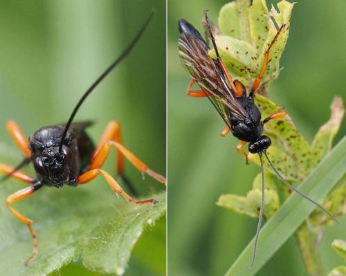 Pseudoamblyteles homocerus