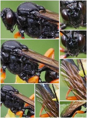 Réf. 96 799 : Ichneumoninae inconnu