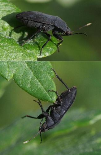 Réf. 96 425 : Aellopus atratus
