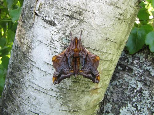 Paonias myops