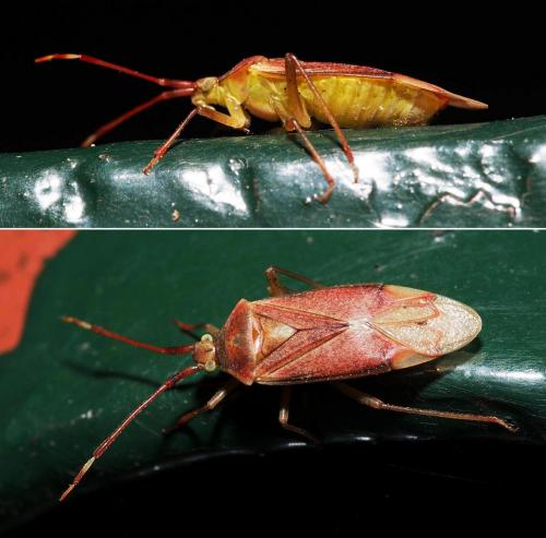 Pantilius tunicatus