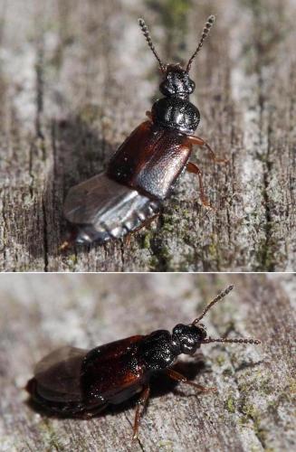 Réf. 96 565 : Omalium rivulare